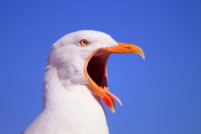 seagull