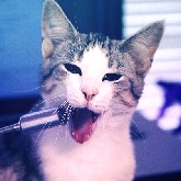 Singing Cat